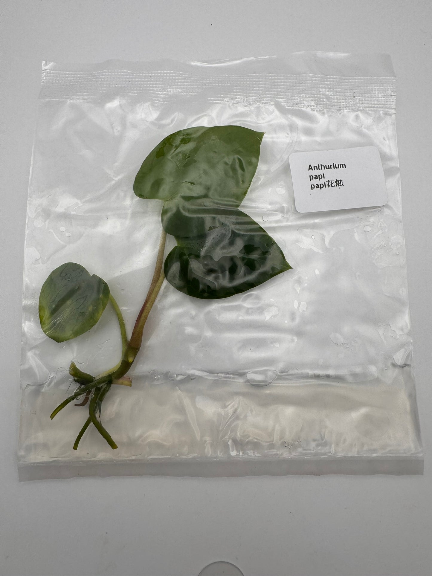 sealed anthurium papillilaminum tissue culture