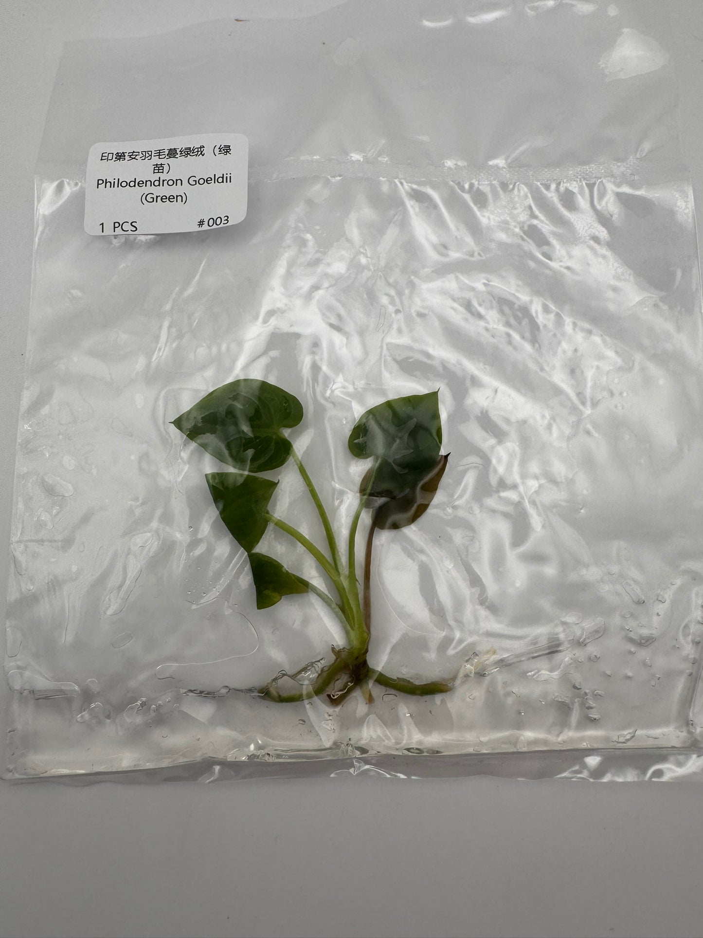 sealed philodendron goeldii tissue culture