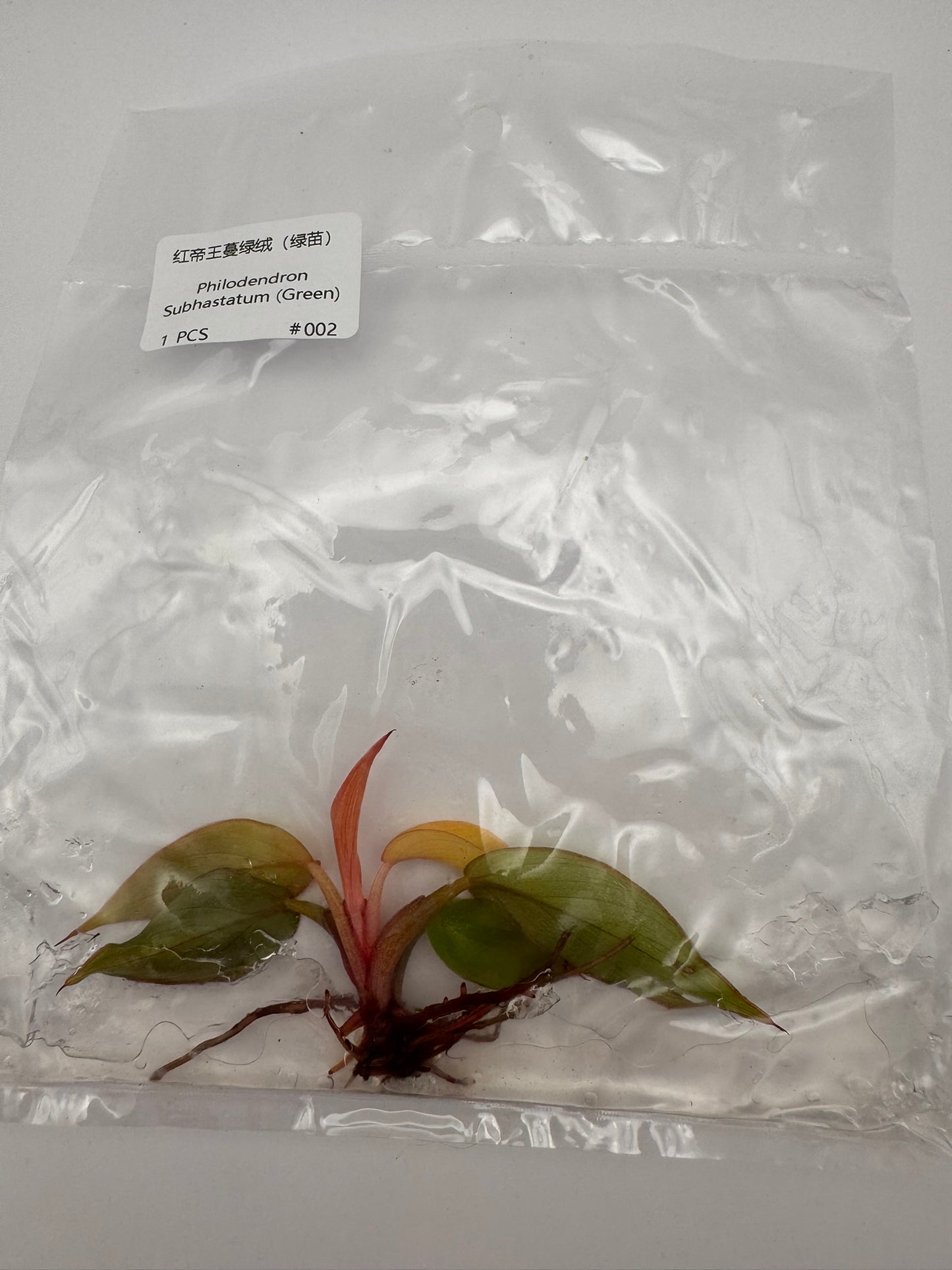 sealed philodendron subhastatum tissue culture