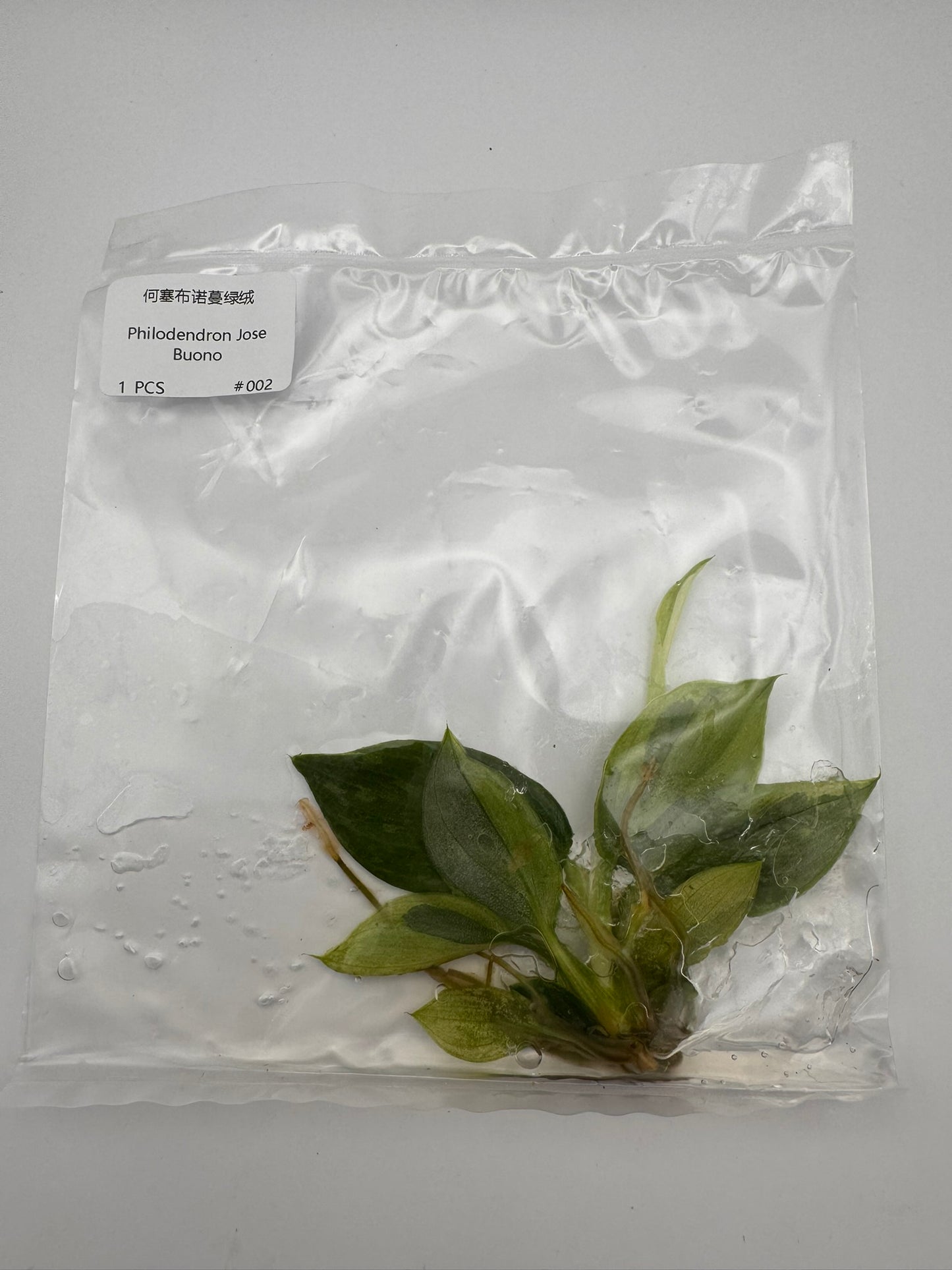 sealed philodendron jose buono tissue culture