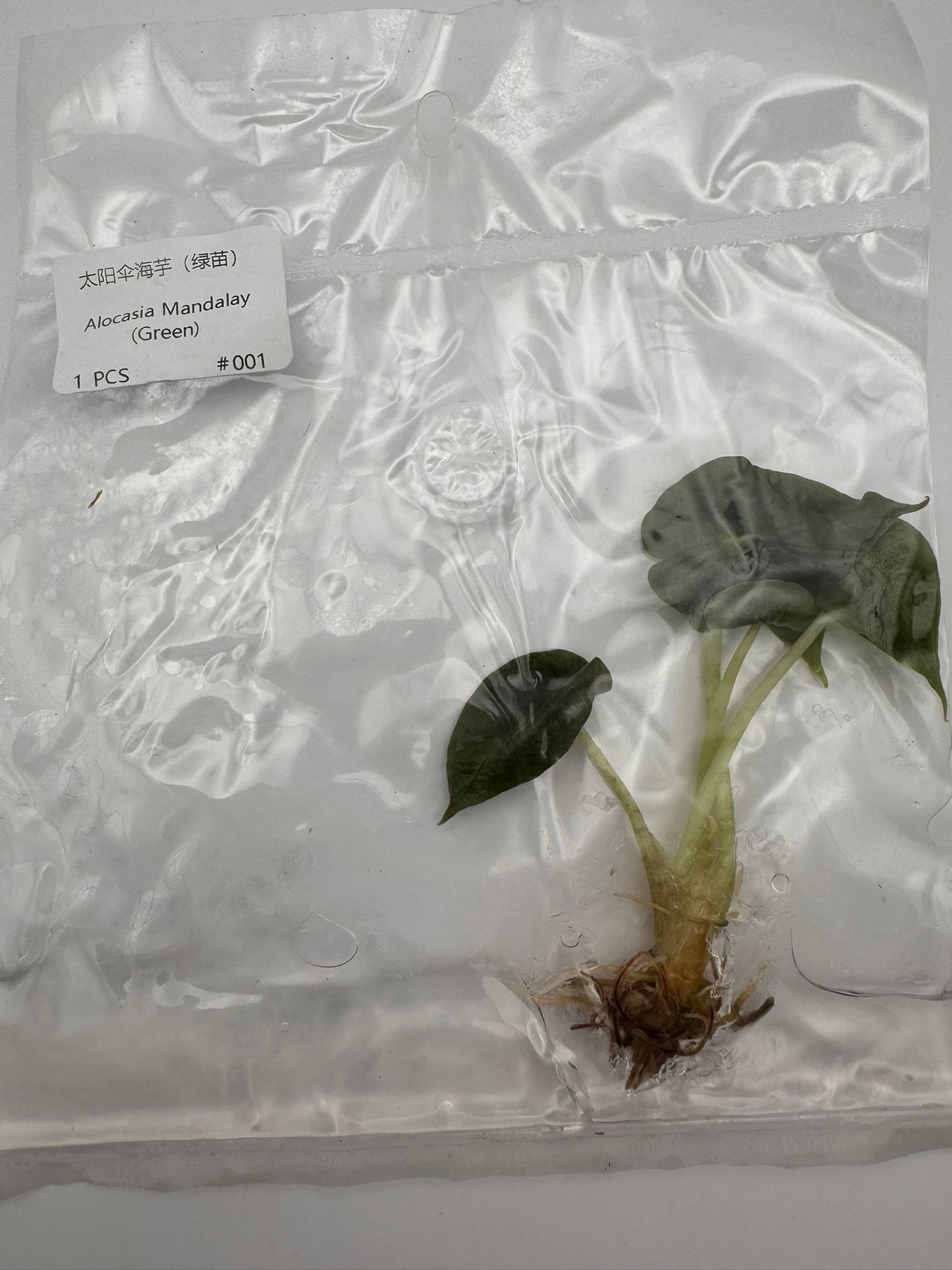 sealed alocasia mandalay tissue culture