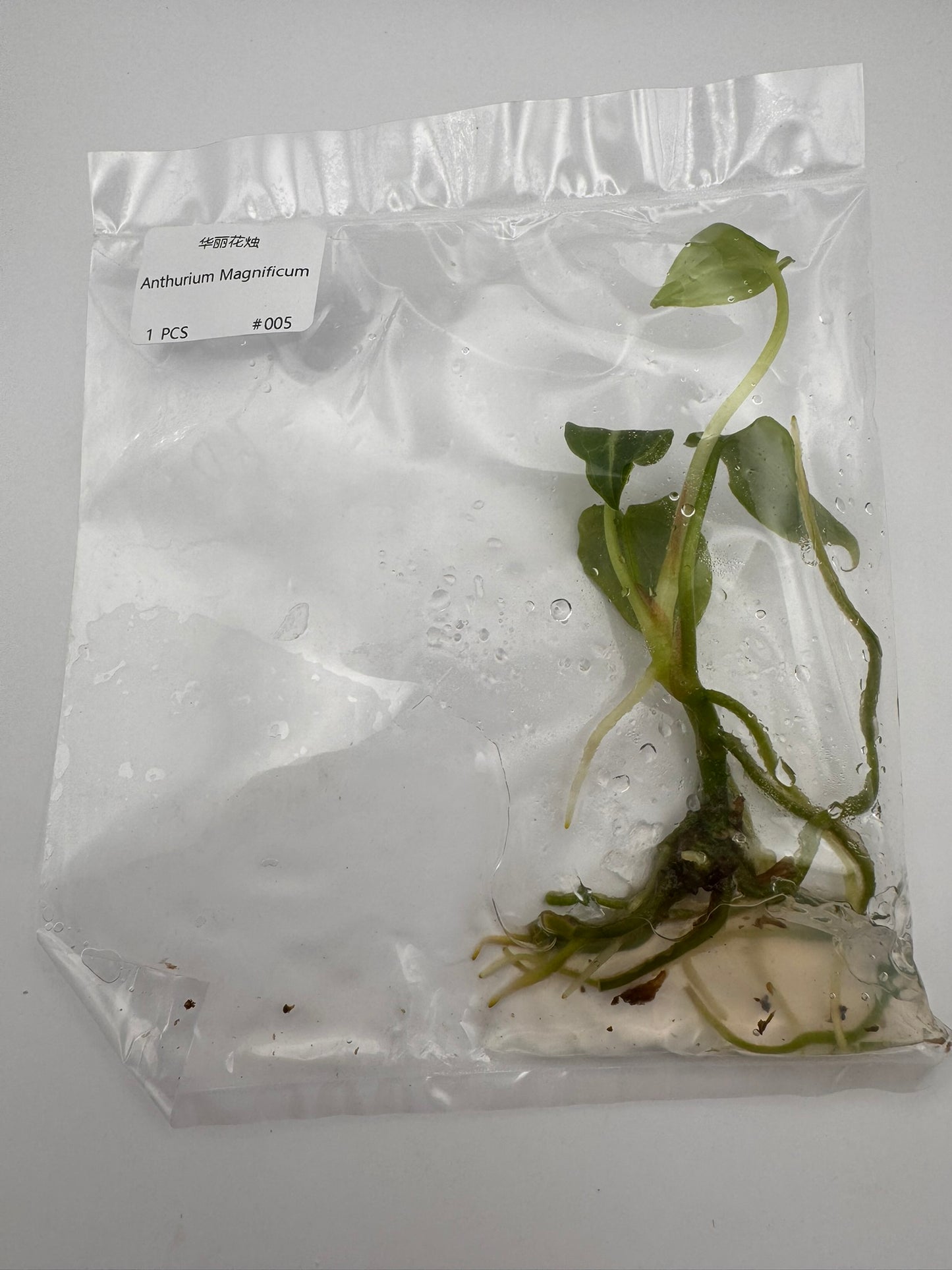 sealed anthurium magnificum tissue culture