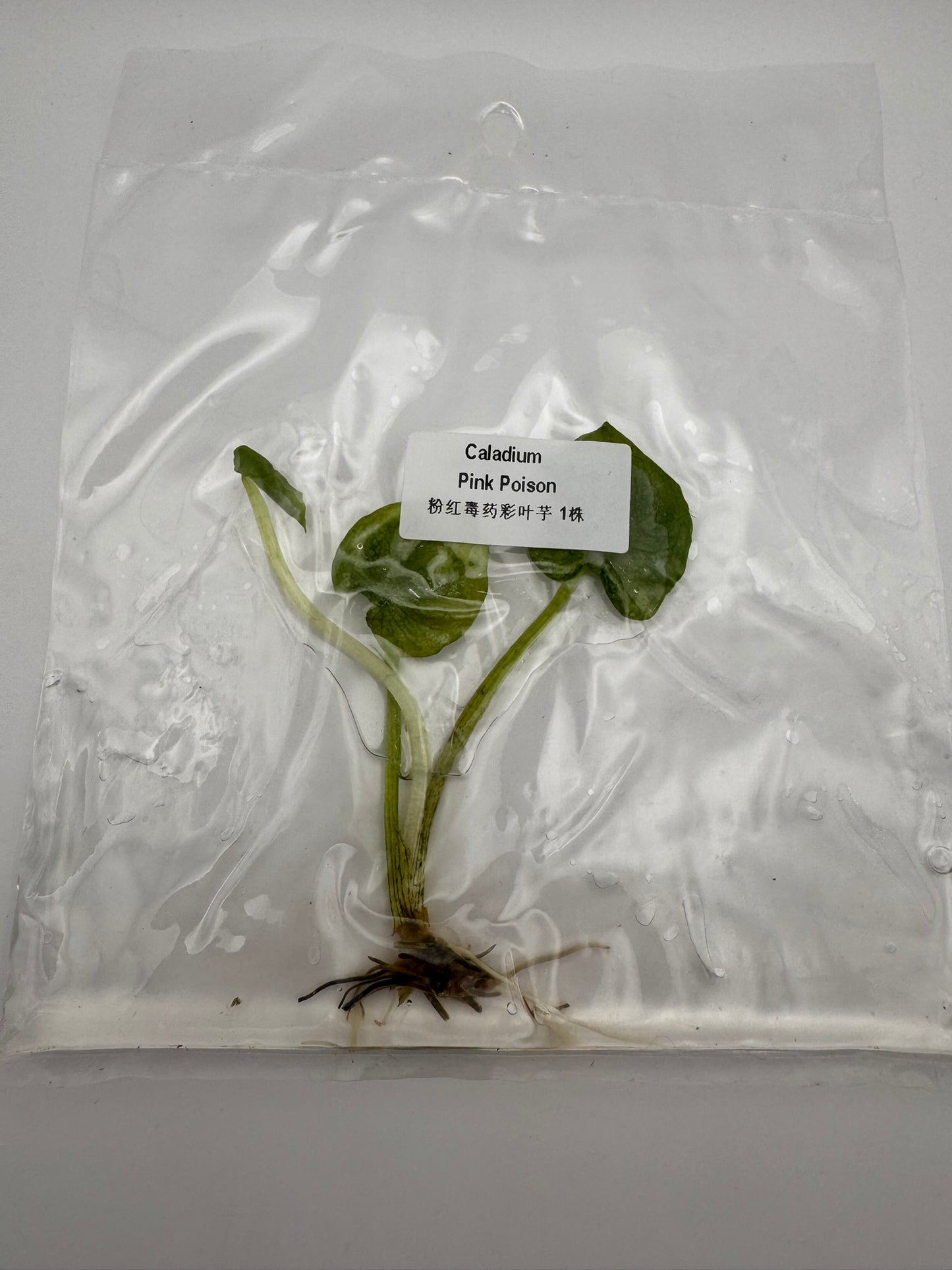 sealed caladium pink poison tissue culture