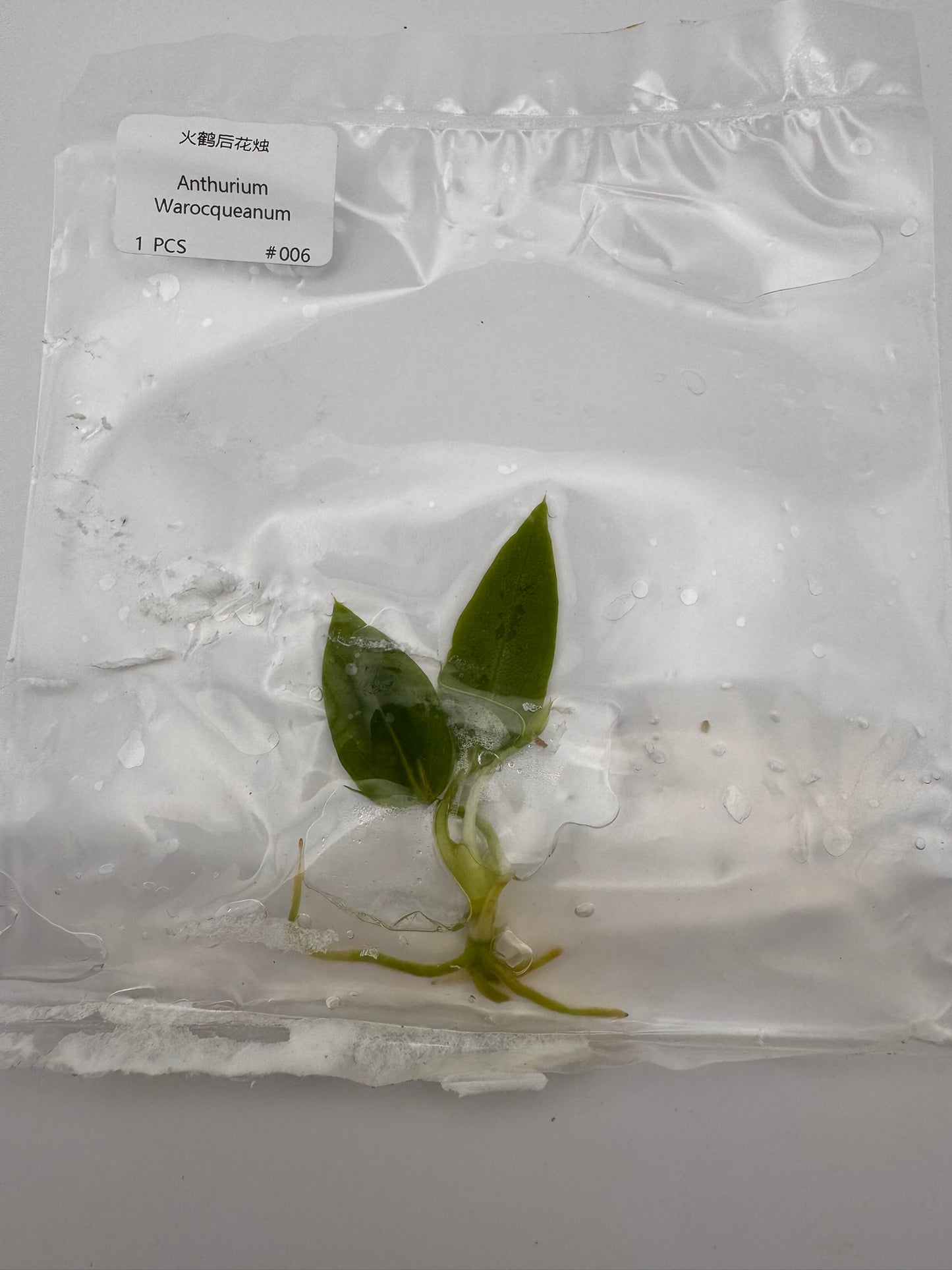 sealed anthurium warocqueanum tissue culture