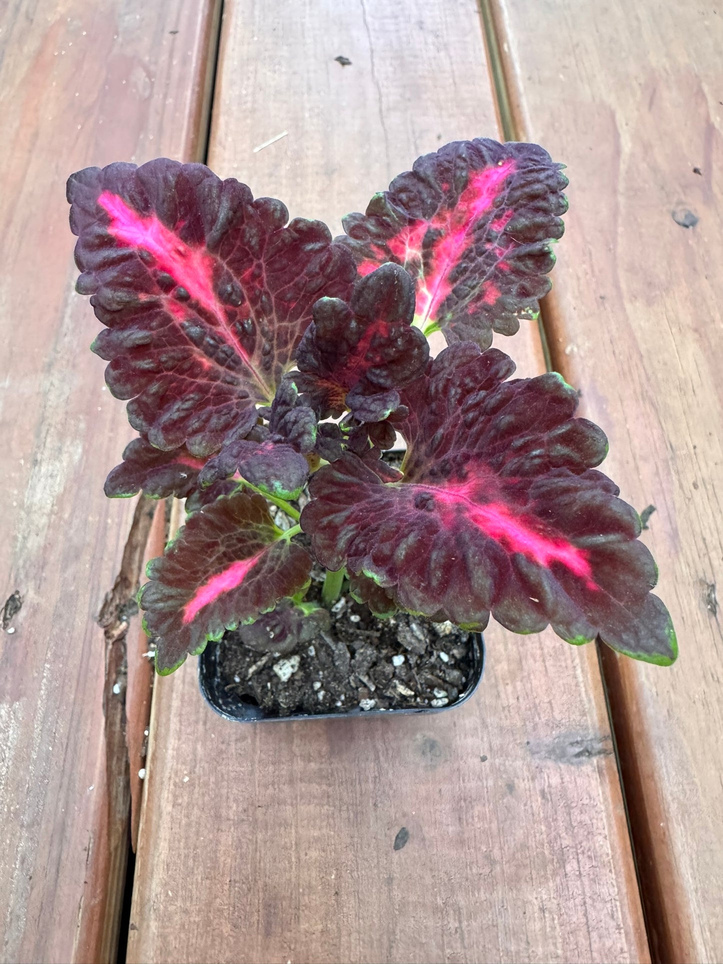 coleus black dragon in 4 inch pot with deep burgundy ruffled leaves
