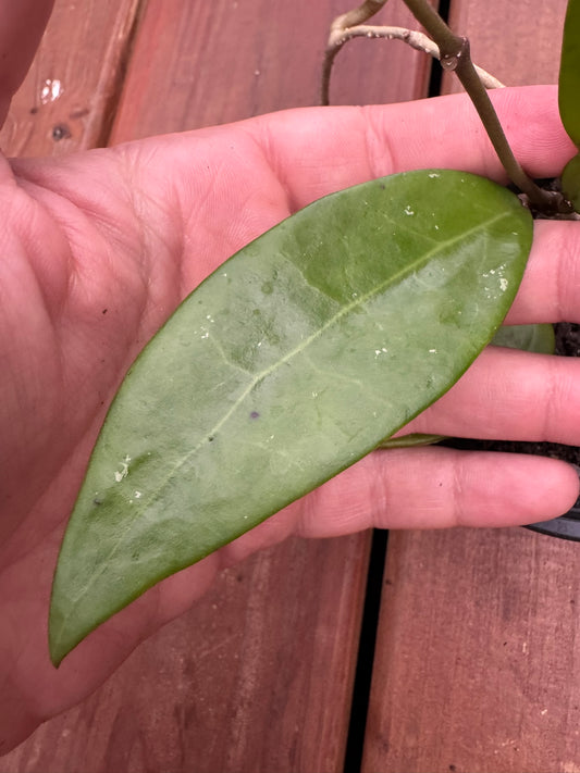 hoya parasitica in 4 inch pot with thick glossy green leaves