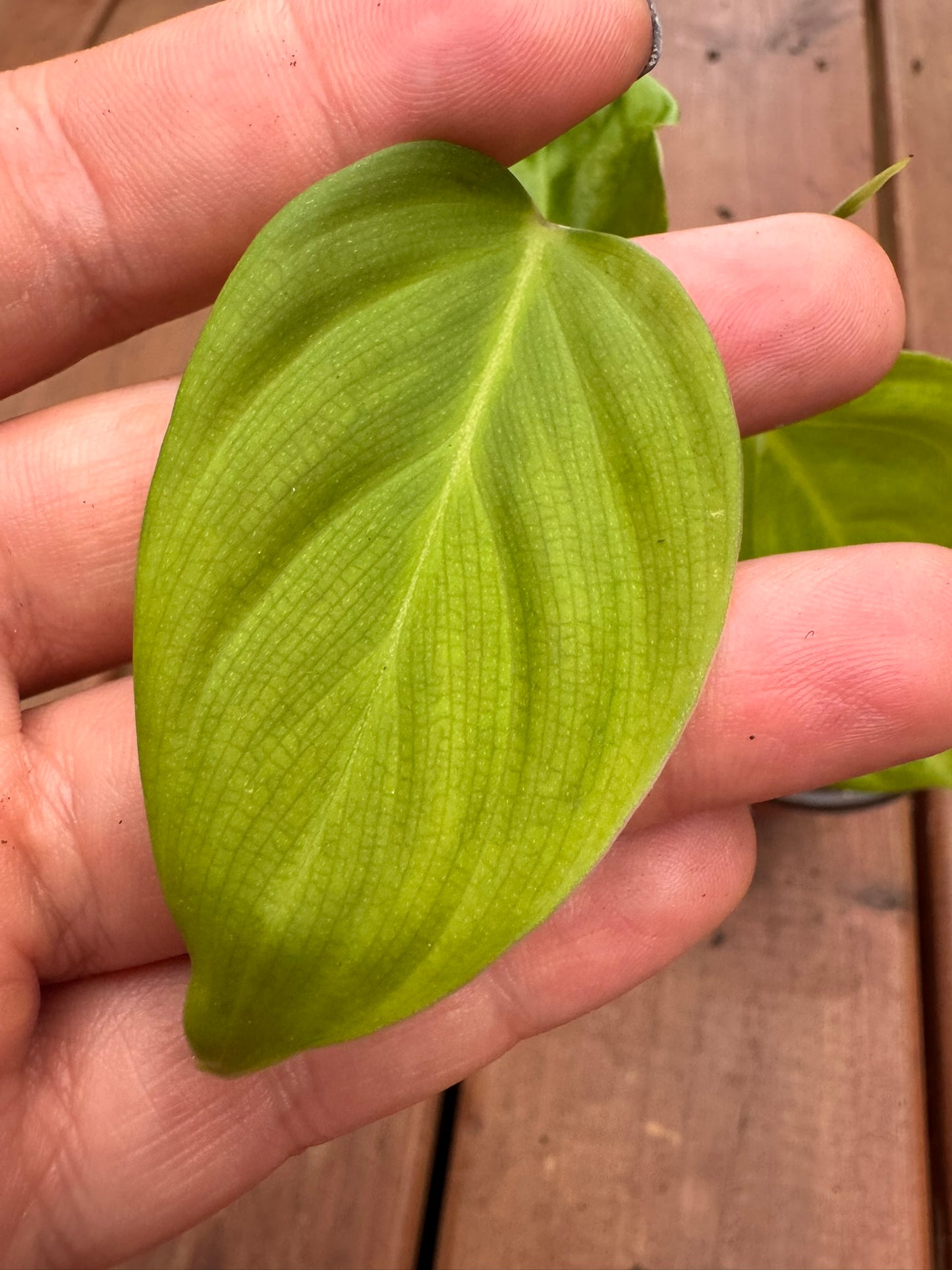 philodendron fuzzy petiole in 4 inch pot with large green leaves and fuzzy reddish stems