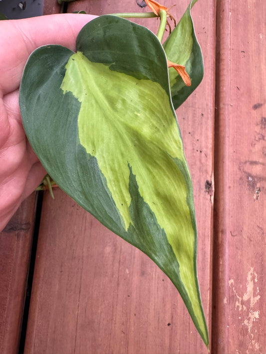 philodendron brasil in 5 inch hanging basket with lime green variegated trailing vines