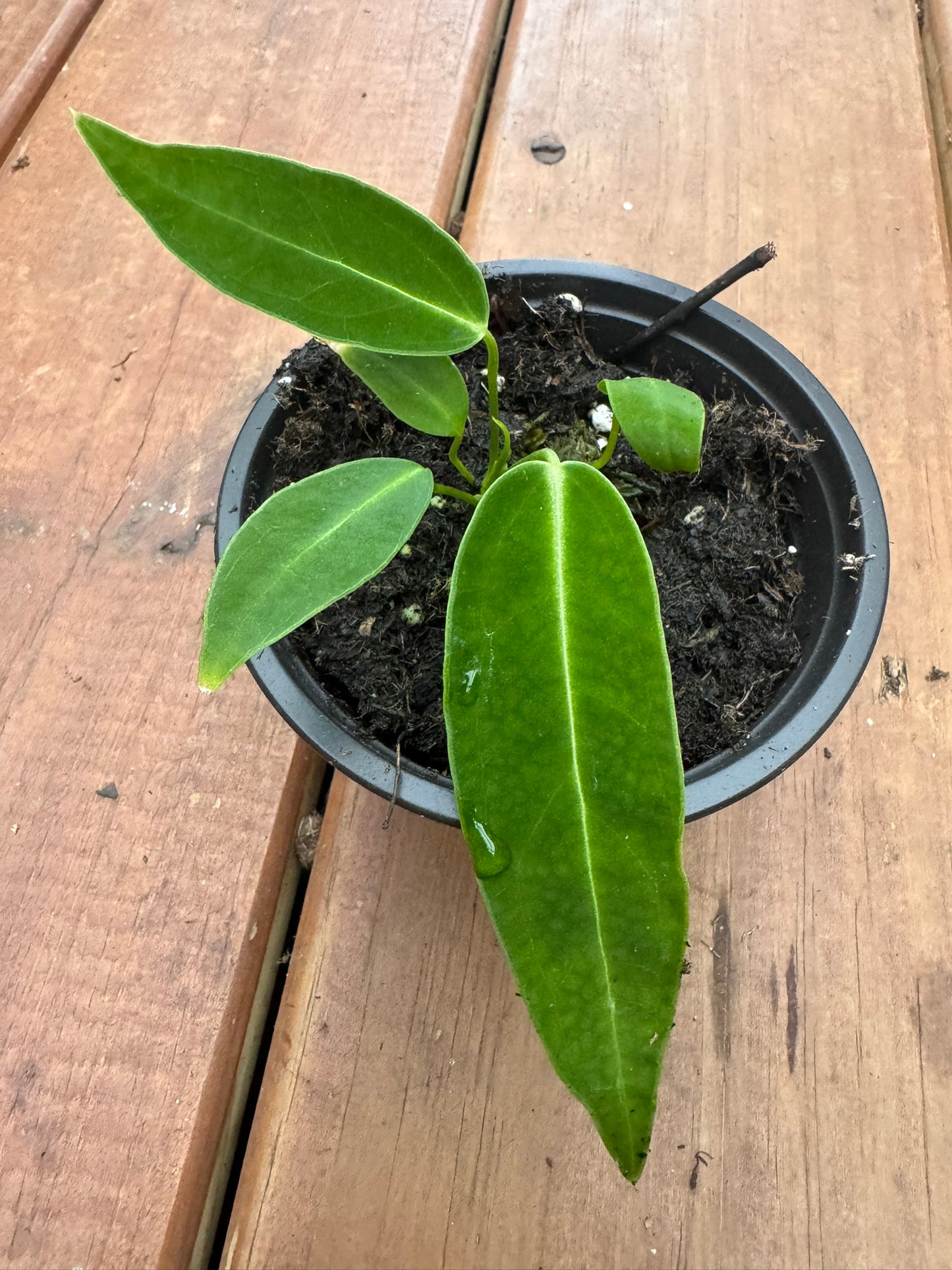 anthurium warocqueanum in 4 inch pot with long velvety green leaves and silver veins
