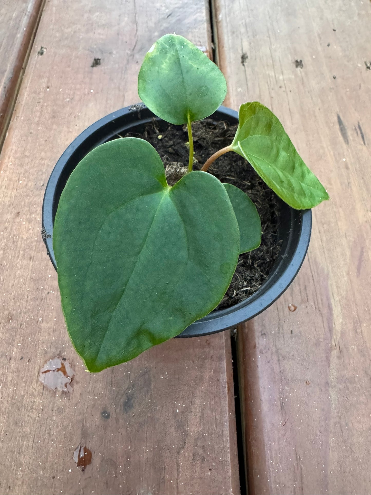 anthurium black magic in 4 inch pot with dark velvety foliage and contrasting veins