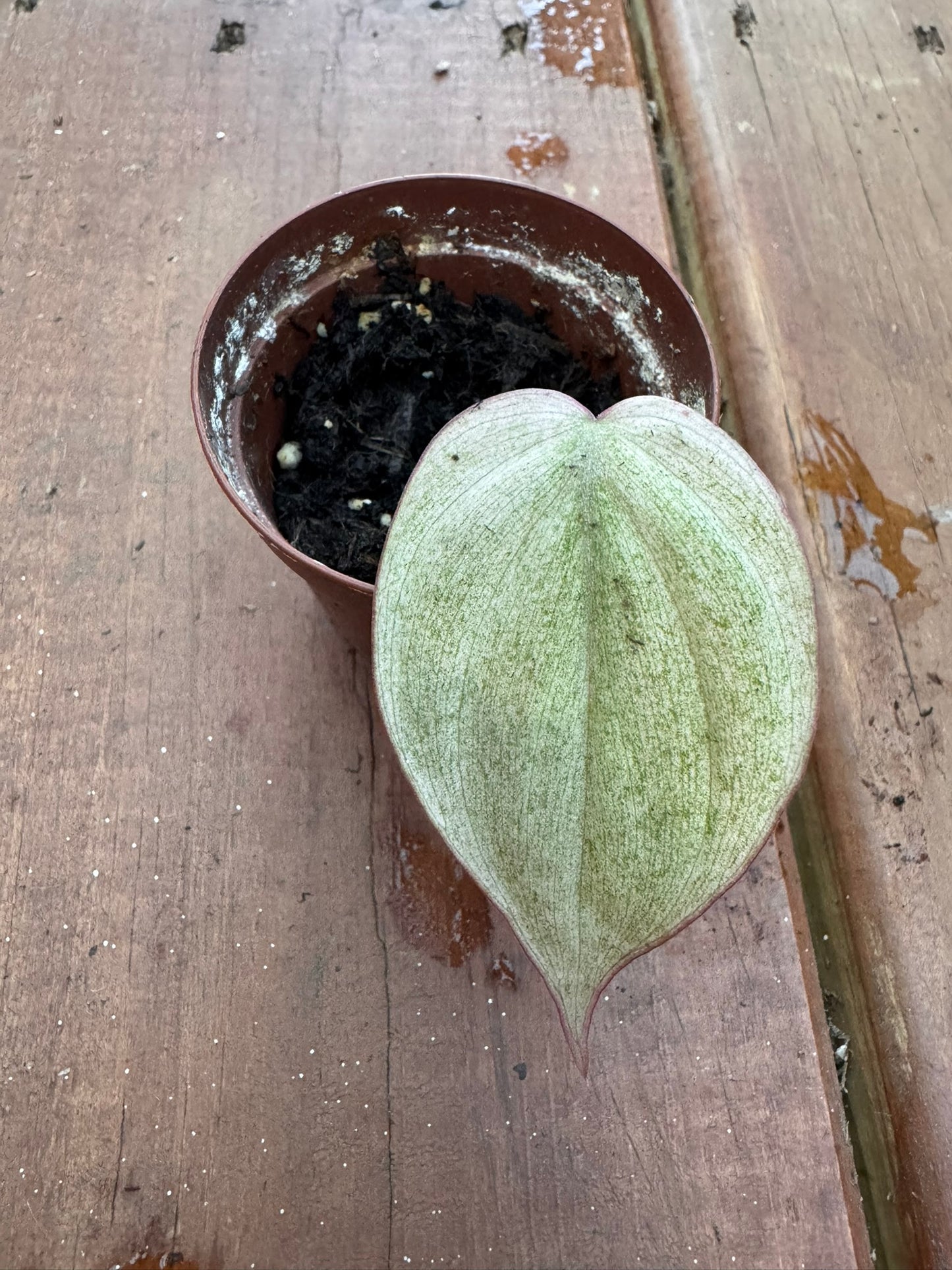 philodendron micans pink mint rooted mid cut in 2 inch pot with variegated foliage