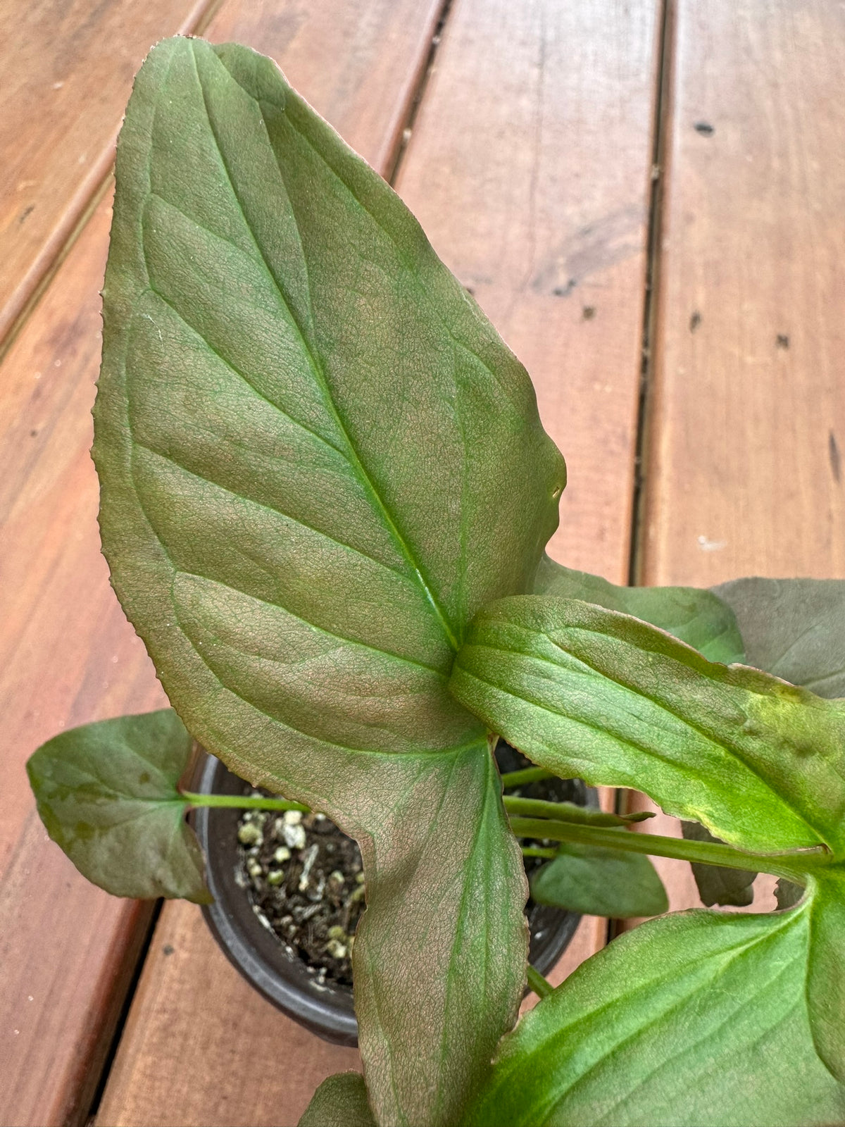syngonium pink splash in 4 inch pot with green leaves and pink splash variegation