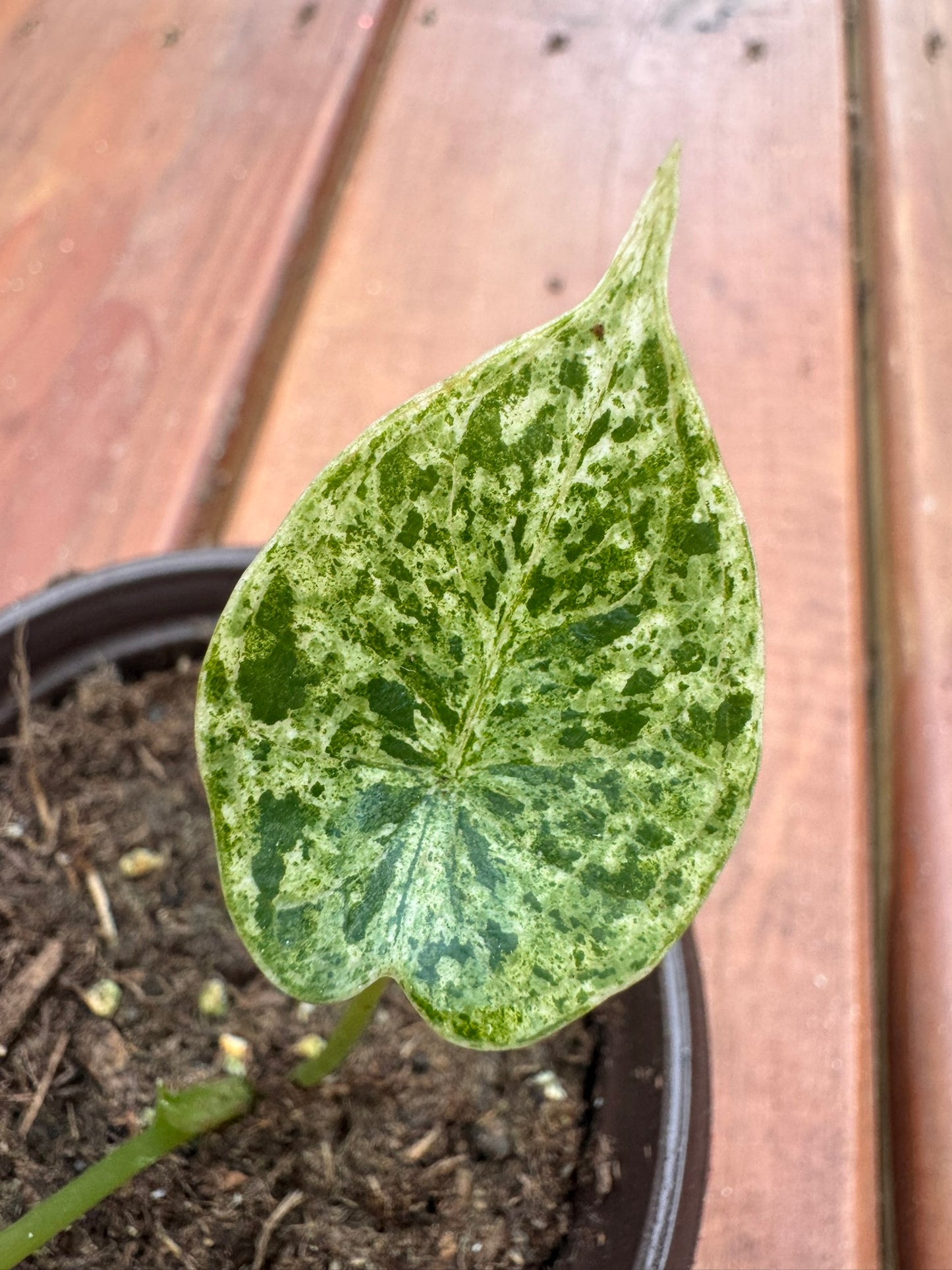 alocasia dragon scale mint in 4 inch pot with textured mint variegated foliage