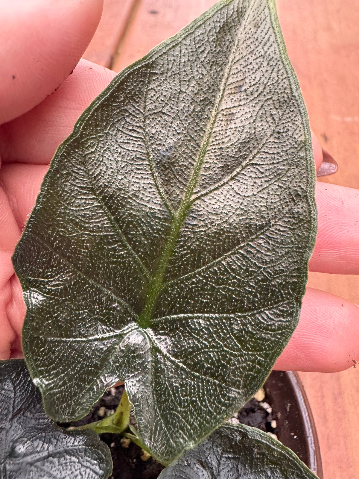 alocasia antoro velvet in 4 inch pot with dark green velvety foliage