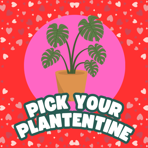 Pick Your Plantentine