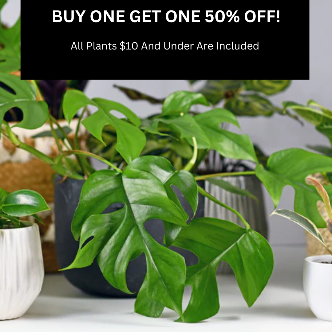 Plants Under $10