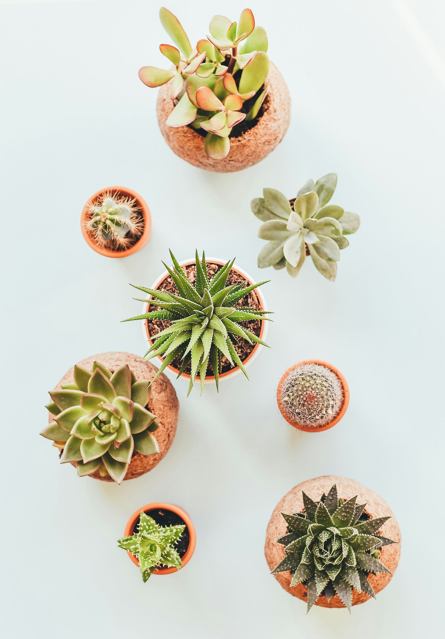 Succulents and Cacti
