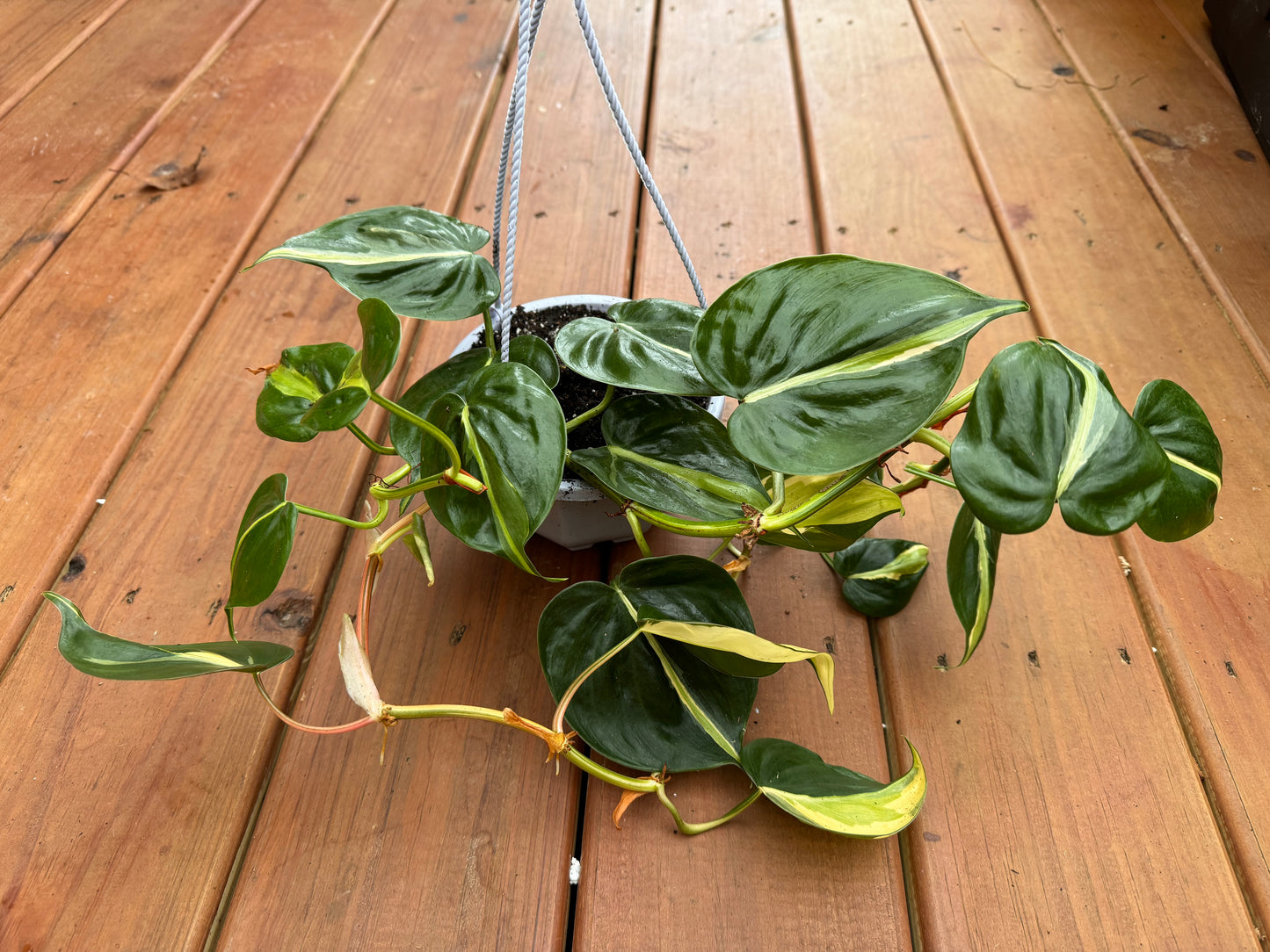 5” Philodendron Cream Splash Hanging Basket