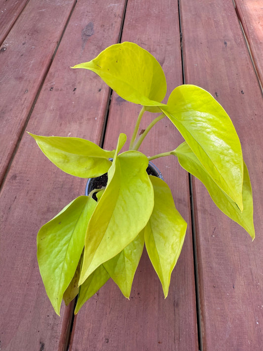 4” Neon Pothos