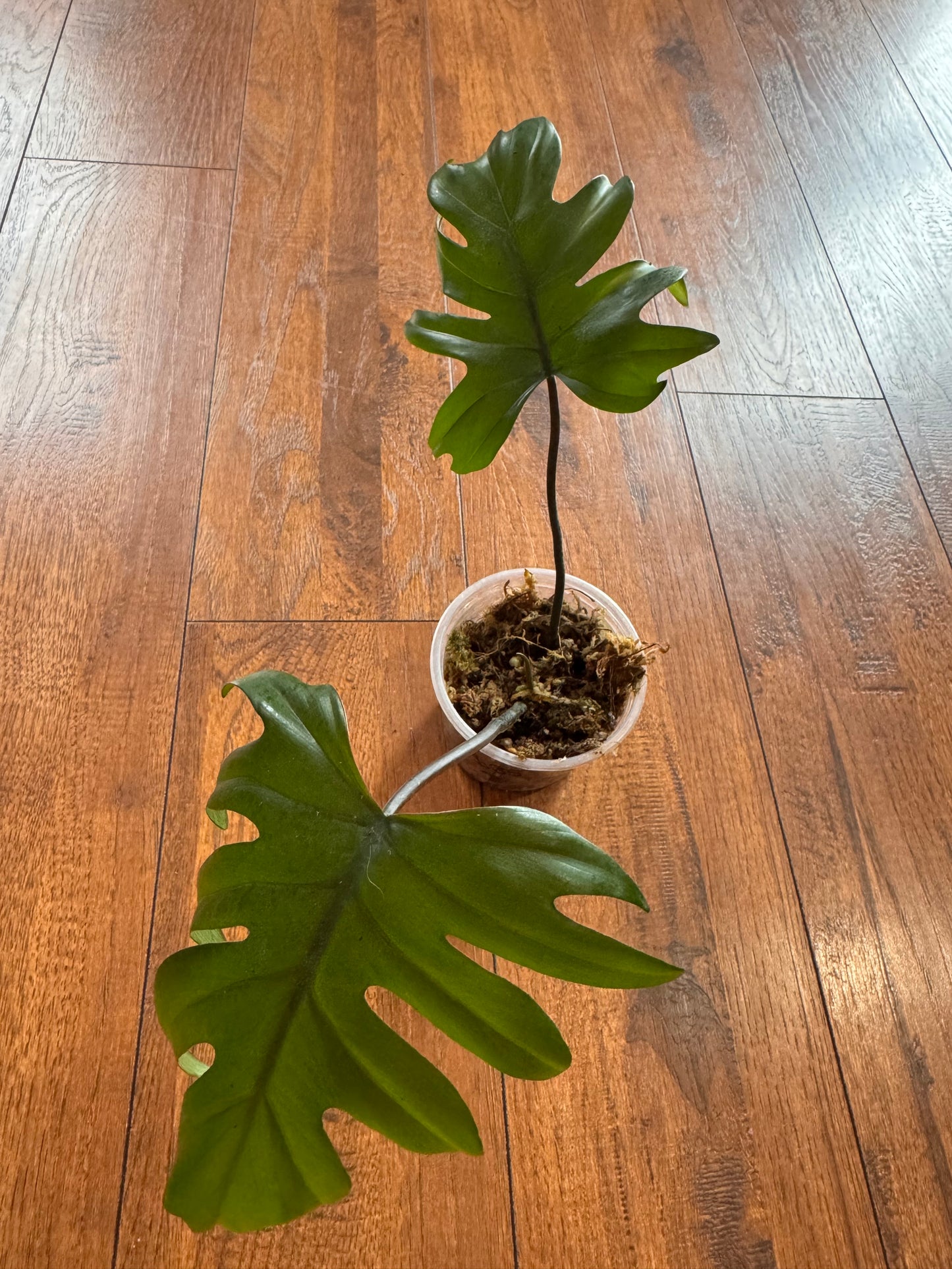 4” Philodendron Mayoi