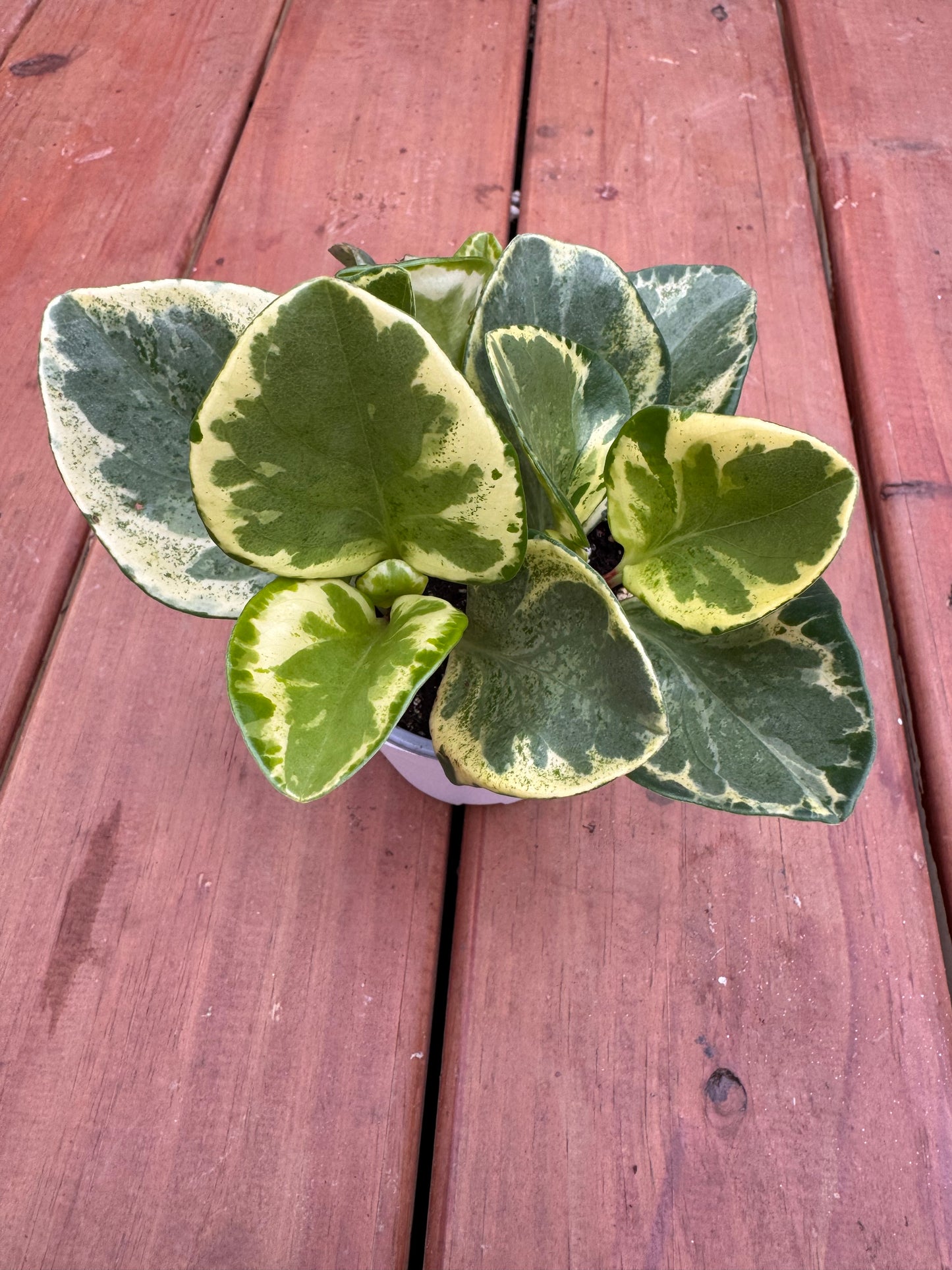 4” Peperomia Obtusifolia Variegata