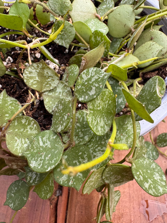 Hoya Curtisii in 5-inch pot with tiny green leaves speckled in silver on trailing vines, miniature tropical hoya