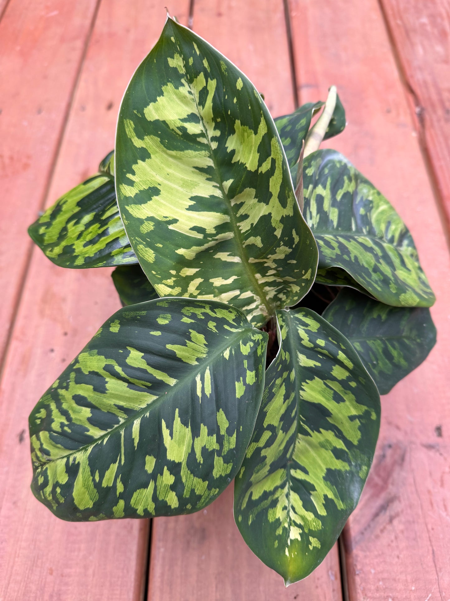 5” Homalomena Camouflage