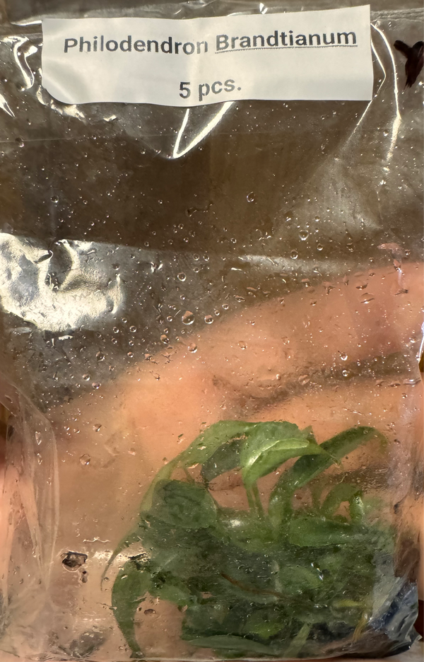 Philodendron Brandtianum Tissue Culture 5 Pack Roxel Roots