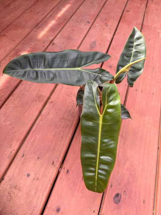5” Philodendron Billietiae