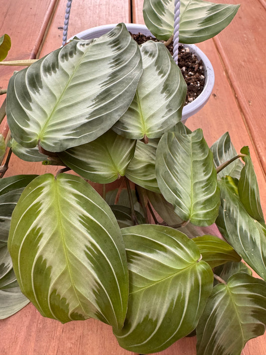 6” Silver Band Maranta Hanging Basket