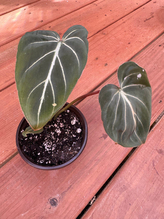 4” Philodendron Gloriosum