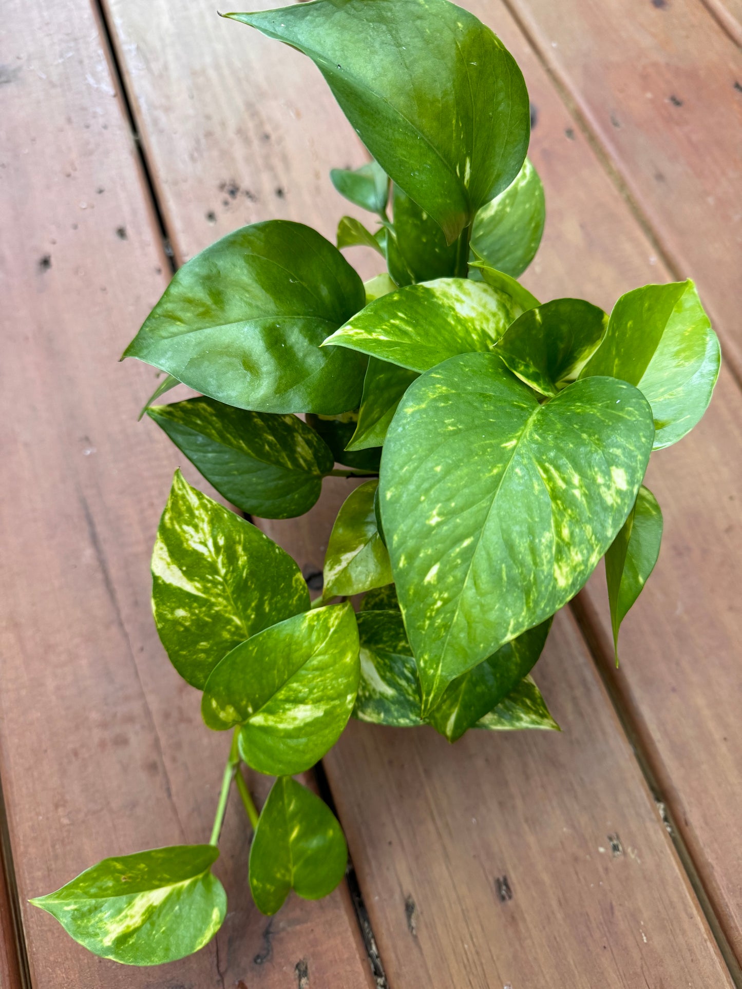 4” Golden Pothos