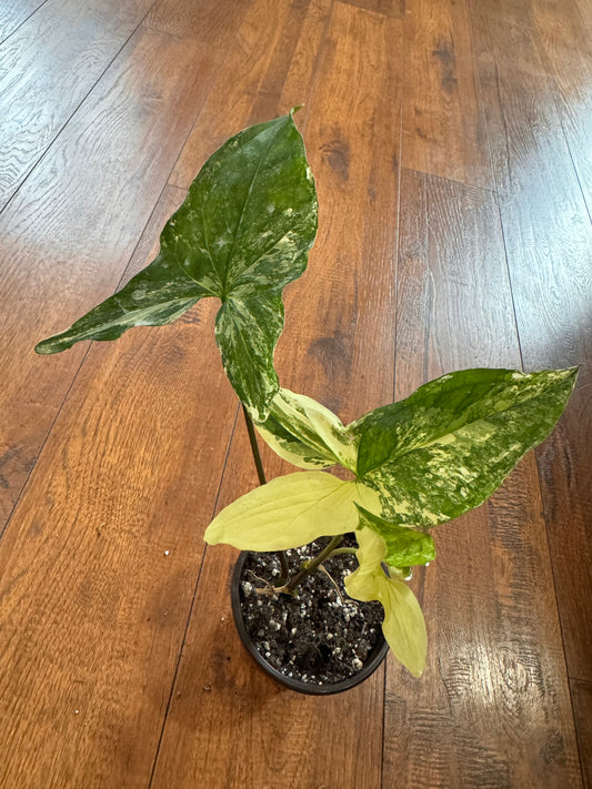 4" Syngonium Albo