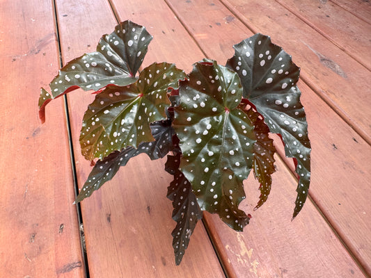 Begonia Black Forest in 4-inch pot with dark green-black leaves and bright red undersides, dramatic foliage houseplant