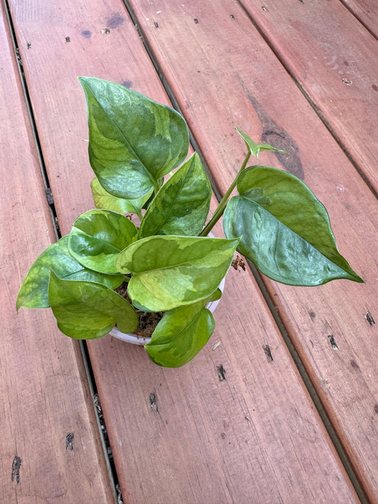 4” Lemon Meringue Pothos