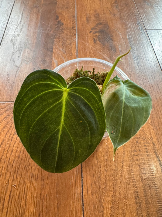 4” Philodendron Melanochrysum