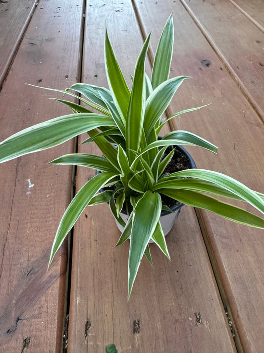 4” Variegated Spider Plant