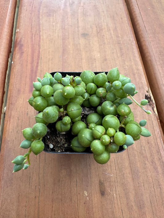 String of Pearls in 4-inch pot with cascading bead-like green succulent vines, trailing houseplant