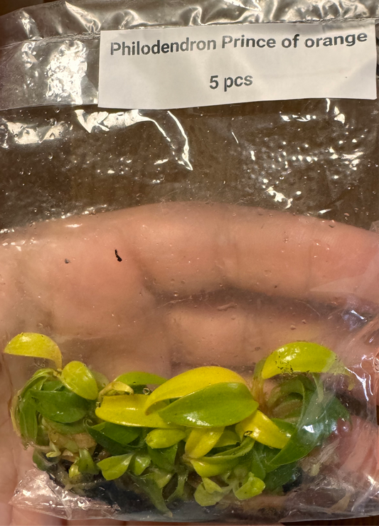 Philodendron Prince Of Orange Tissue Culture - 5 Pack