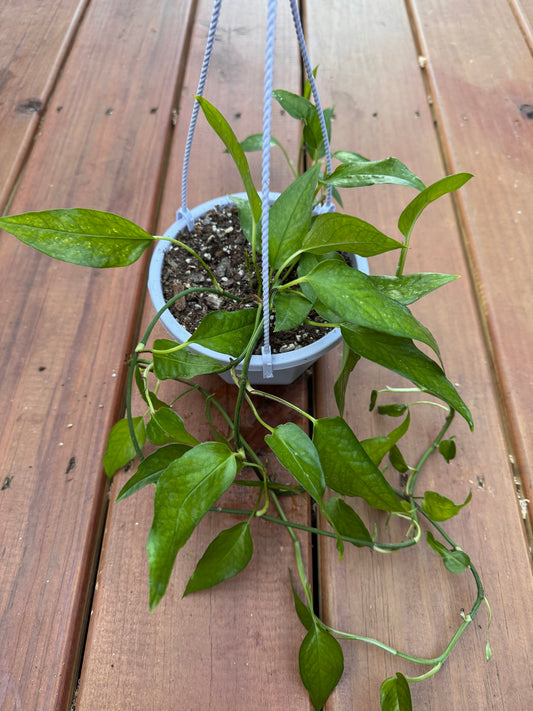5” Epipremnum Skeleton Key Hanging Basket
