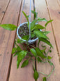 5” Epipremnum Skeleton Key Hanging Basket