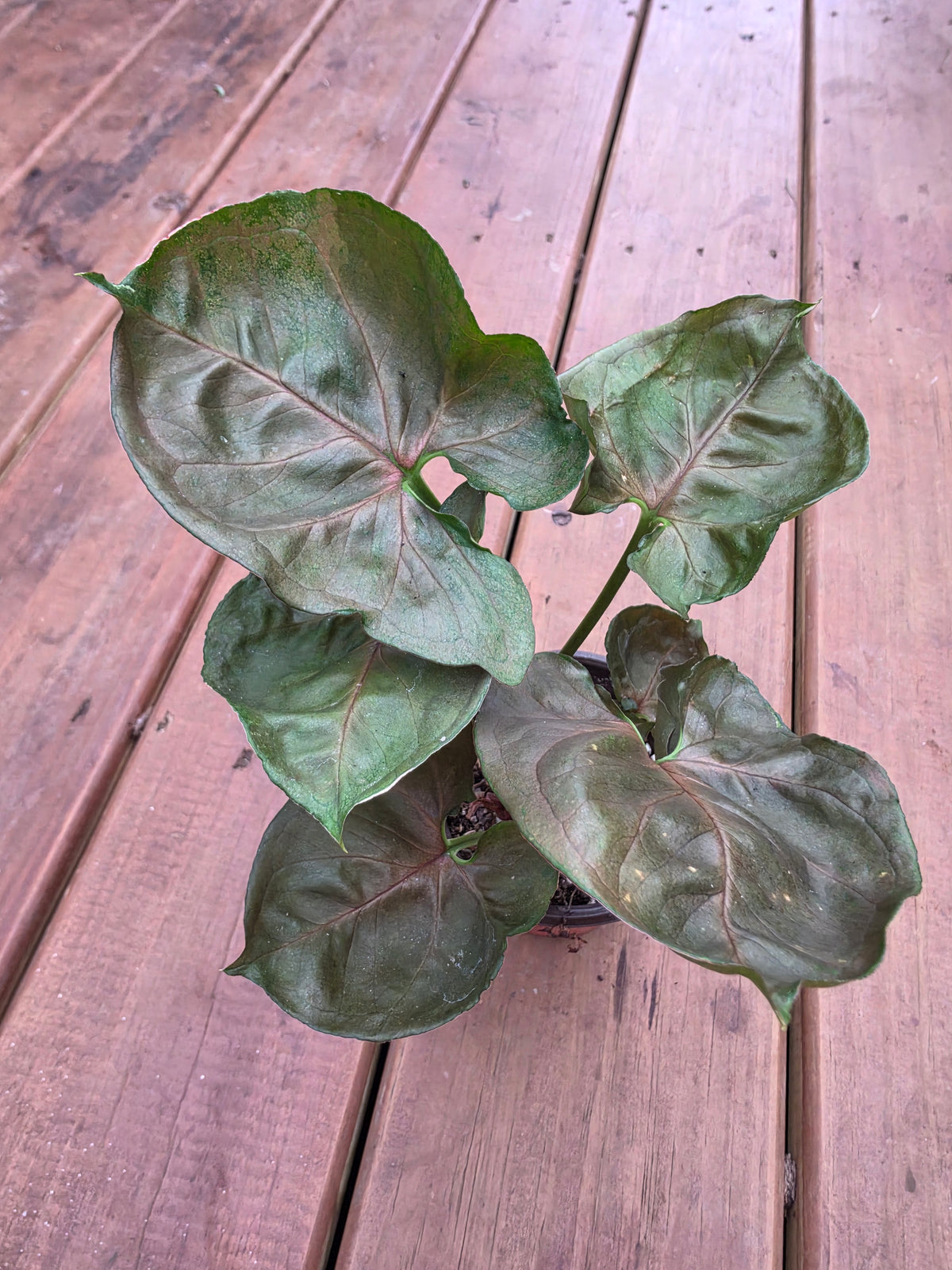 syngonium maria allusion in 4 inch pot with bronze copper and green arrow shaped leaves