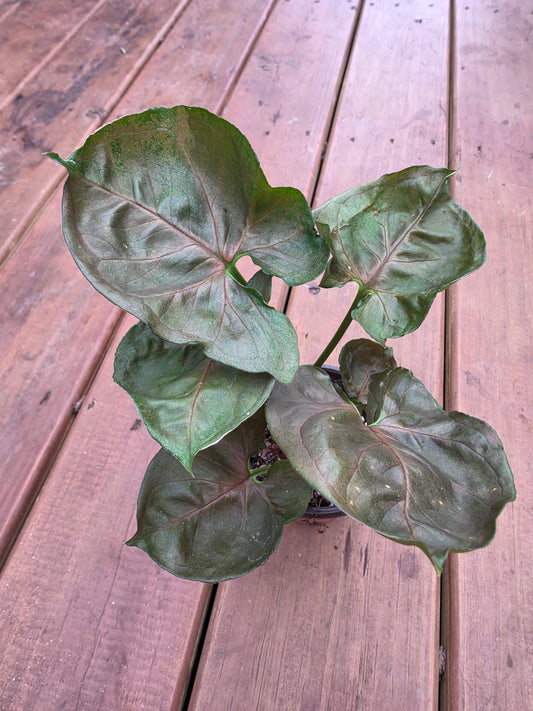 syngonium maria allusion in 4 inch pot with bronze copper and green arrow shaped leaves