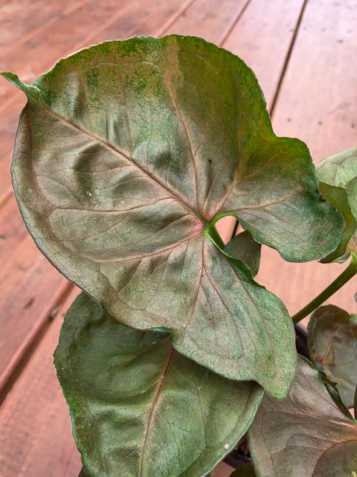 syngonium maria allusion in 4 inch pot with bronze copper and green arrow shaped leaves