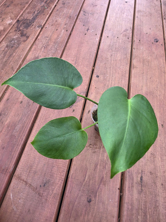 monstera deliciosa in 4 inch pot with glossy green tropical leaves