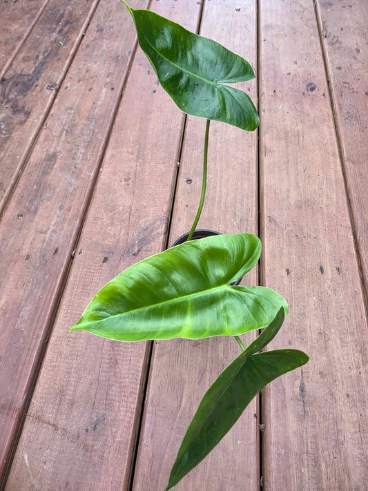 philodendron burle marx in 4 inch pot with glossy elongated green foliage