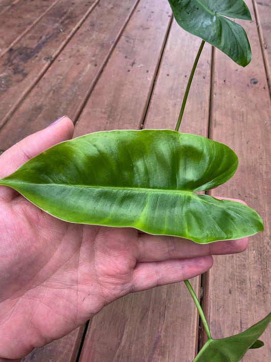 philodendron burle marx in 4 inch pot with glossy elongated green foliage