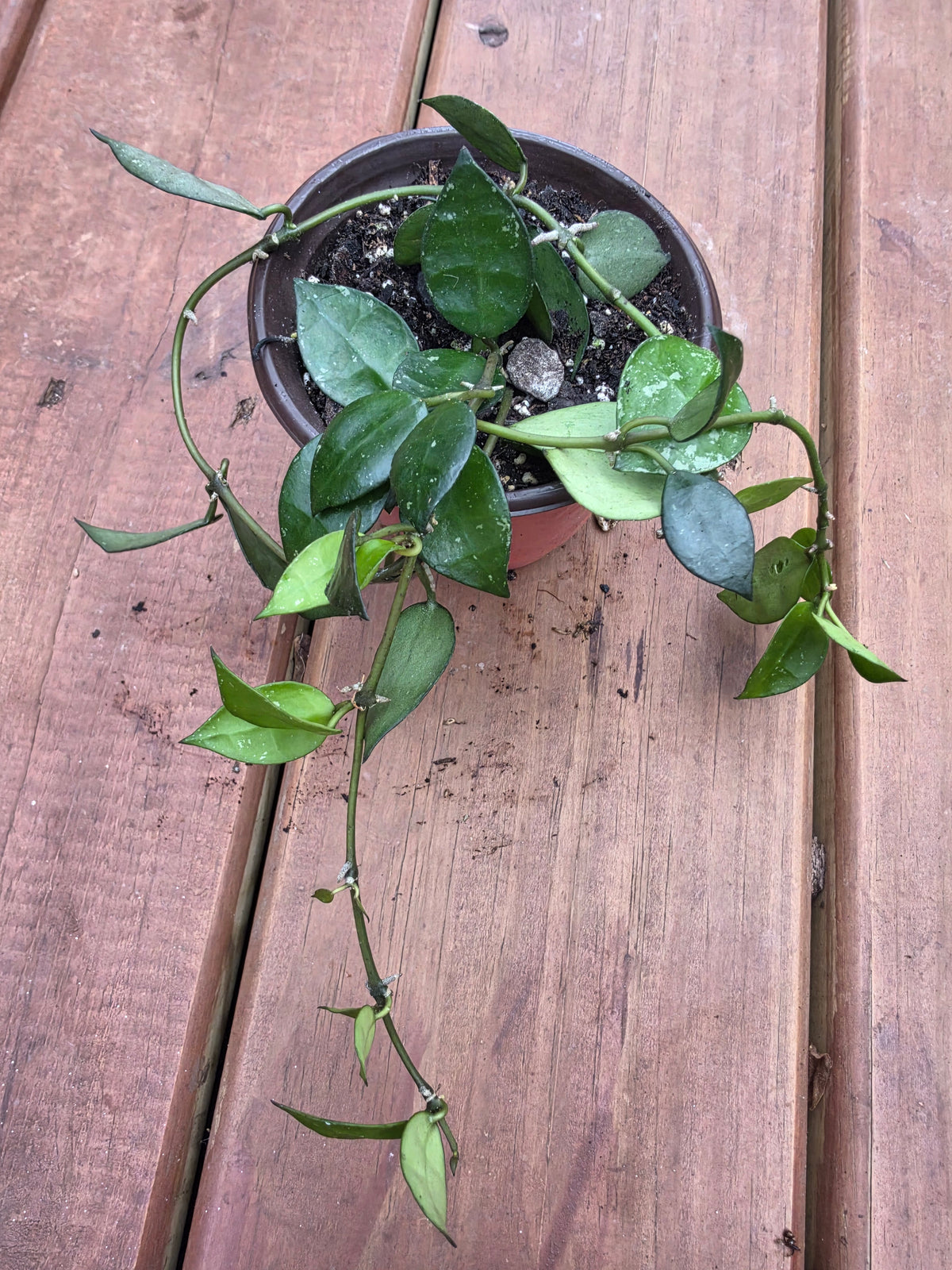 hoya krohniana splash in 4 inch pot with silver splashed heart shaped leaves