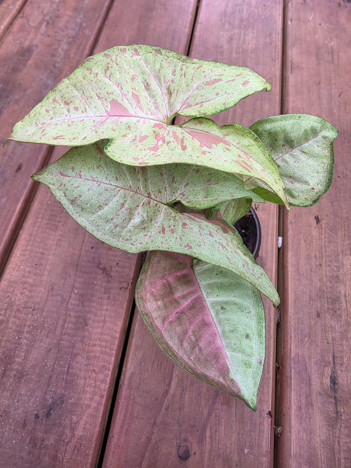 syngonium milk confetti in 4 inch pot with creamy green leaves and pink speckled variegation