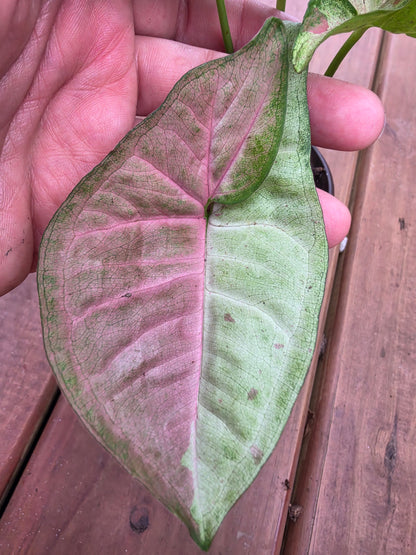 syngonium milk confetti in 4 inch pot with creamy green leaves and pink speckled variegation